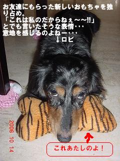 2006-10 犬おしめ 001”.JPG