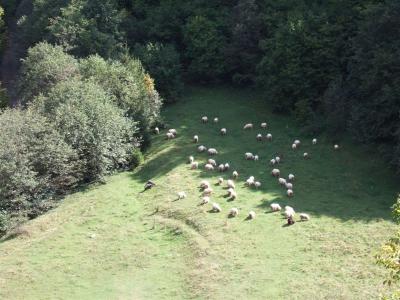コソボの山の中の羊の群れ
