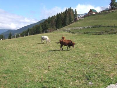コソボの山頂の牛