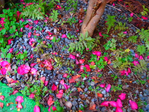 20111219山茶花の花びら