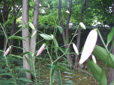 20070727鹿の子百合ー１