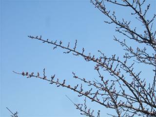 20090105新春の空とアトリエよりの梅の蕾