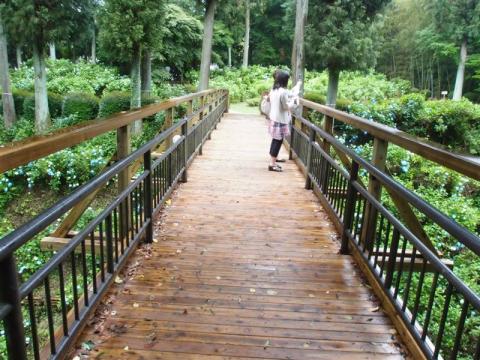 20110628くろばね紫陽花まつり２