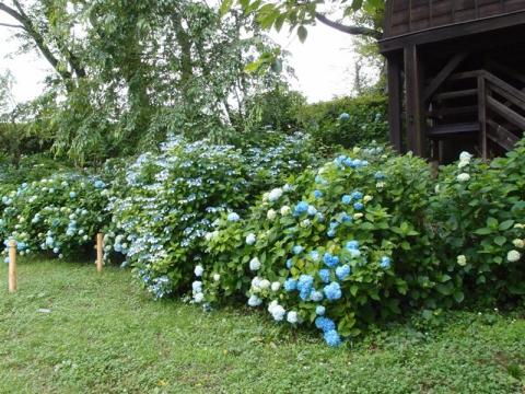20110628くろばね紫陽花まつり３
