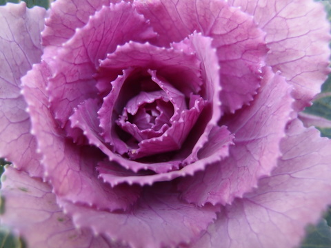 20111220葉ボタン