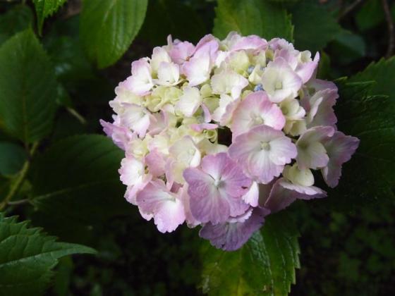 20110628紫陽花　ピンク