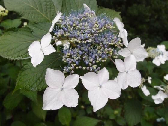 20110628額紫陽花