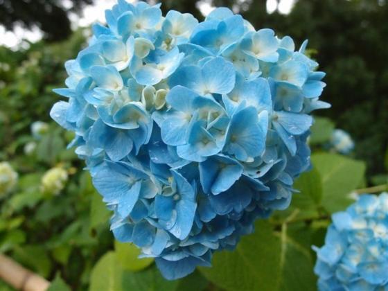 20110628紫陽花　青