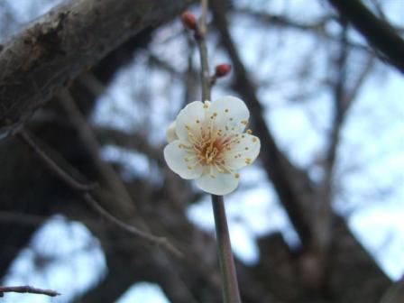 20110113梅の蕾2
