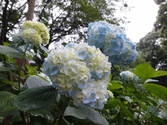 20110628　紫陽花　ミックス