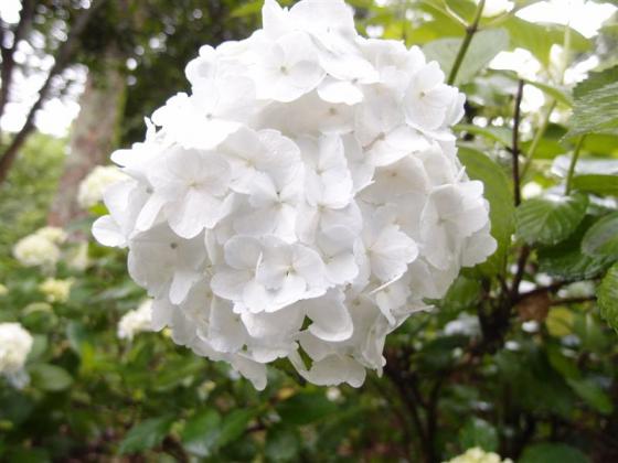 20110628紫陽花　白
