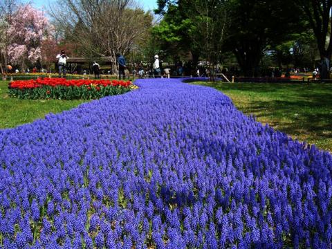 20110419ムスカリ