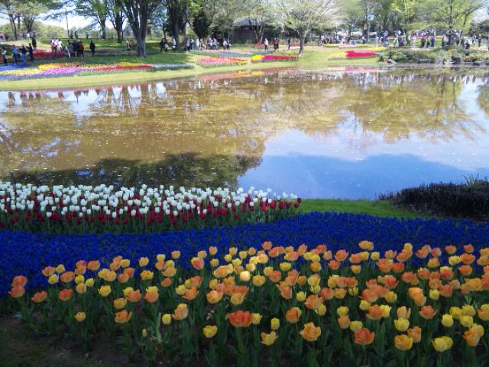 20110420チューリップ