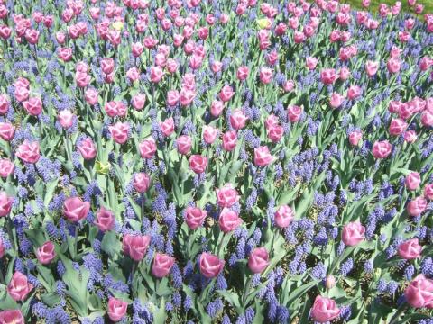 20110420チューリップ2