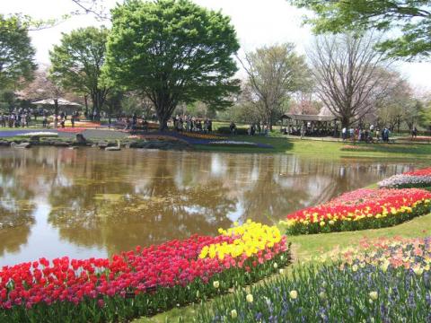 20110420チューリップ3