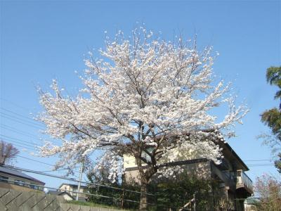 20110415桜2
