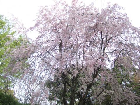 20110420枝垂桜