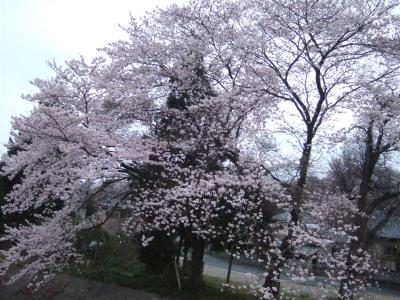 20110415川口川沿いの桜