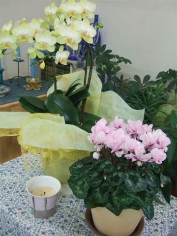 20090115アトリエの花