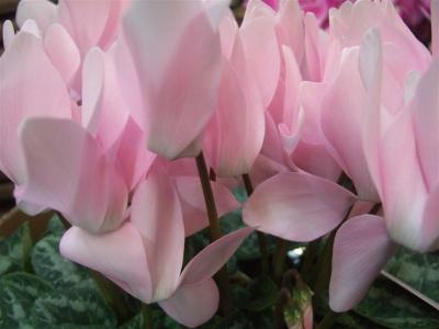 20110109シクラメン2