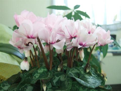 20090115シクラメン