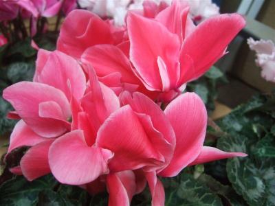 20110109シクラメン3