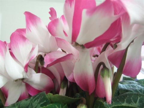 20090115シクラメン　アップ