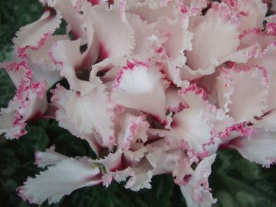 20110109シクラメン4