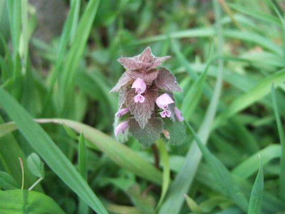 20110314ホトケノザ