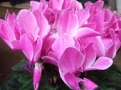 20110109シクラメン5