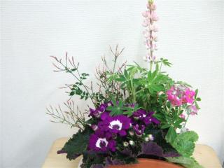 20110305サイネリアとルピナスピクシーとマラコイデスとジャスミン