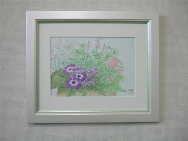 20110305サイネリアとマラコイデス