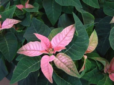 20101224クリスマスの花1