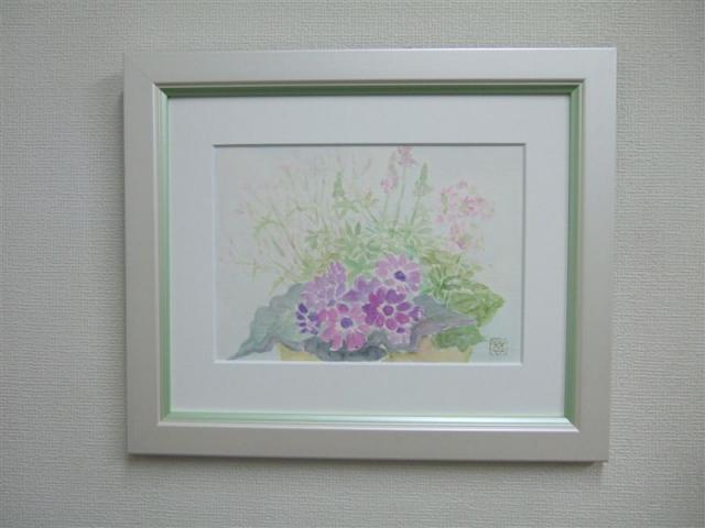 20110305サイネリアとマラコイデス2