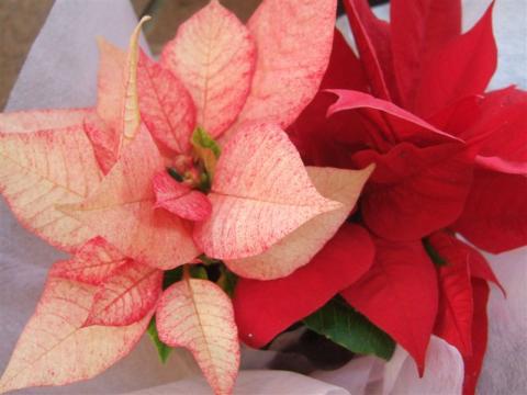 20101224クリスマスの花2