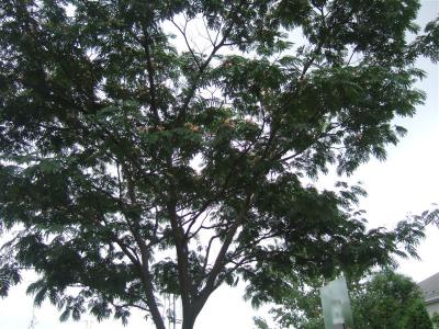 20090703ねむの木