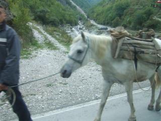 コソボの山であった馬