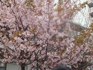 造幣局６.JPG