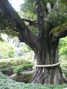 椿山荘のご神木