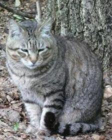 江戸川公園の縞猫（縮小版）