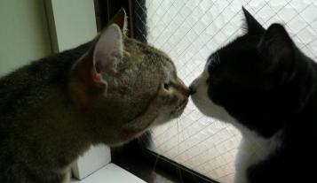 栗とシッポの猫キス_No.2_掲載用