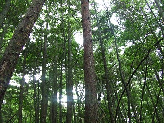 青木ヶ原の樹海