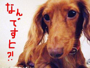コピー ～ DSCF1922.JPG