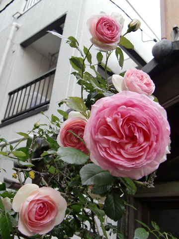 20100522_6.jpg