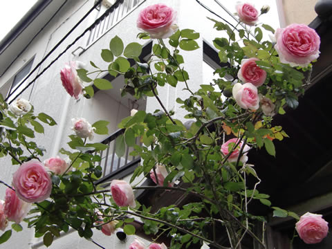 20100522_11.jpg