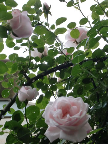 20100522_30.jpg