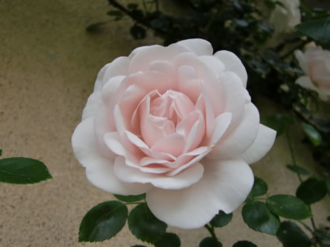 20100528_27.jpg