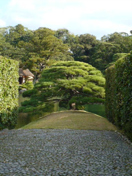 桂離宮・庭園前の松