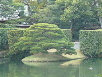 桂離宮・庭園前の松