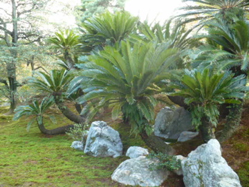桂離宮・蘇鉄山